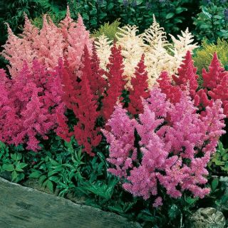 Mixed Astilbe Thumbnail